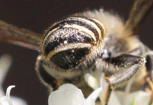 Réf. 209 700 : Megachile sp.
